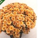 Chrysanthemum Ball (Green) Sapling
