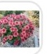 Chrysanthemum Multiflora Mix Sapling - Main Showcase