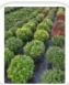 Chrysanthemum Multiflora Salmon - Nursery Trays