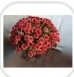Chrysanthemum Multiflora Salmon - Garden Display