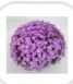 Chrysanthemum Multiflora Salmon - Pot Display