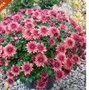 Chrysanthemum Ball Sapling (Variety 6 Colours Mix)