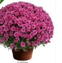 Chrysanthemum Ball (Pink) Sapling