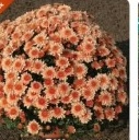 Chrysanthemum Ball (Red) Sapling