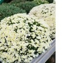 Chrysanthemum Ball (White) Sapling