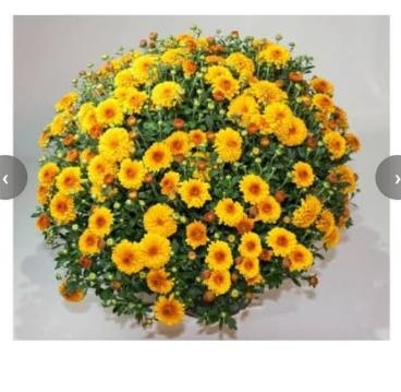 Chrysanthemum Ball (Yellow) Sapling