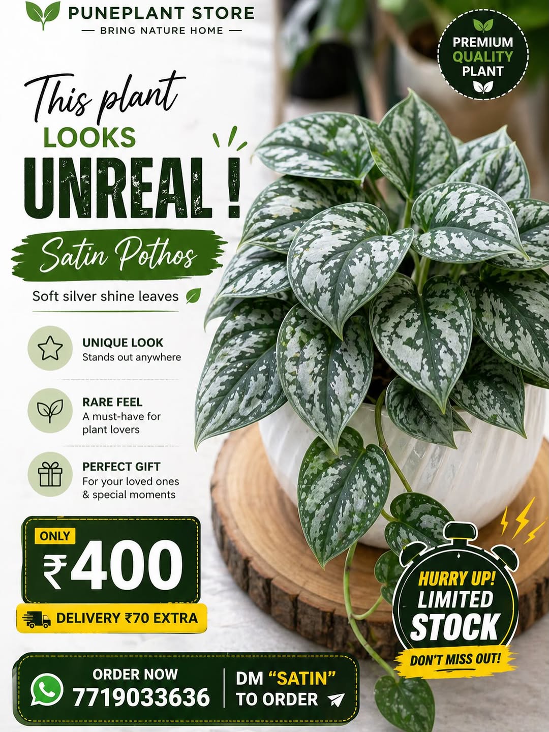 Satin pothos leaves