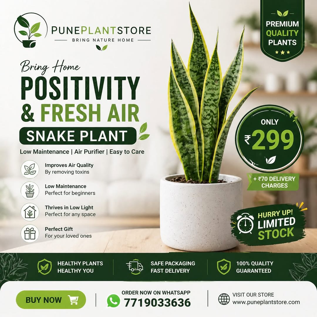 Snake plant